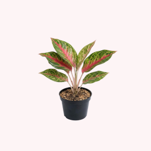 Aglaonema Siam Aurora