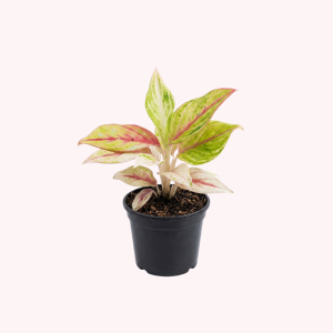 Aglaonema Pink & Green