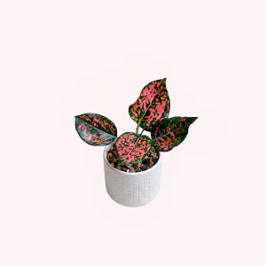 Aglonema 'Lady Valentine'